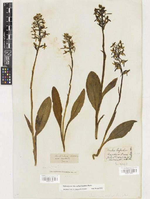 Platanthera chlorantha (Custer) Rchb. - BM001117944