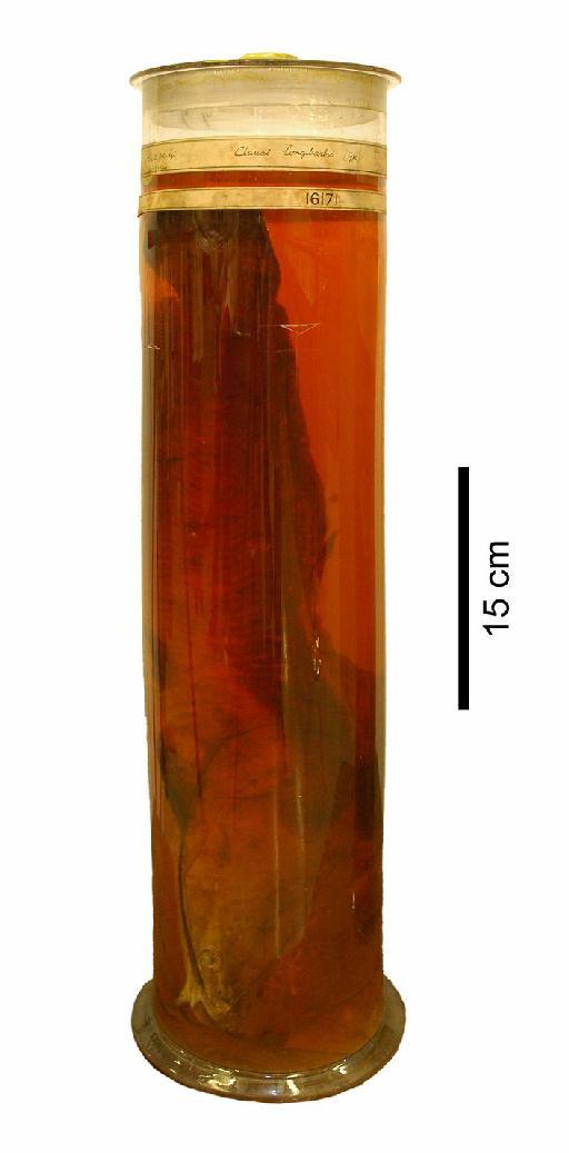 Clarias longibarbis Worthington, 1933 - 1932.11.15.592; Clarias longibarbis; type; ACSI Project image