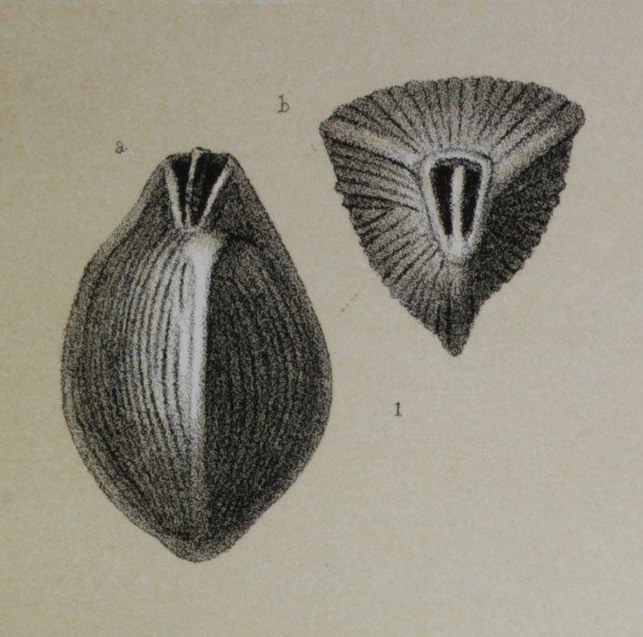 To NHMUK collection (Miliolina terquemiana Brady, 1884; Syntype; NHMUK:ecatalogue:3092721)