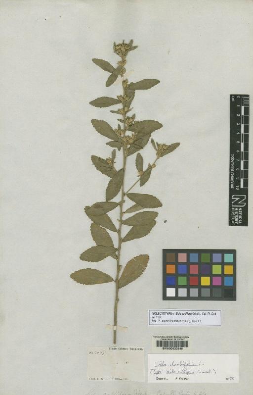 Sida callifera Griseb. - BM000603949