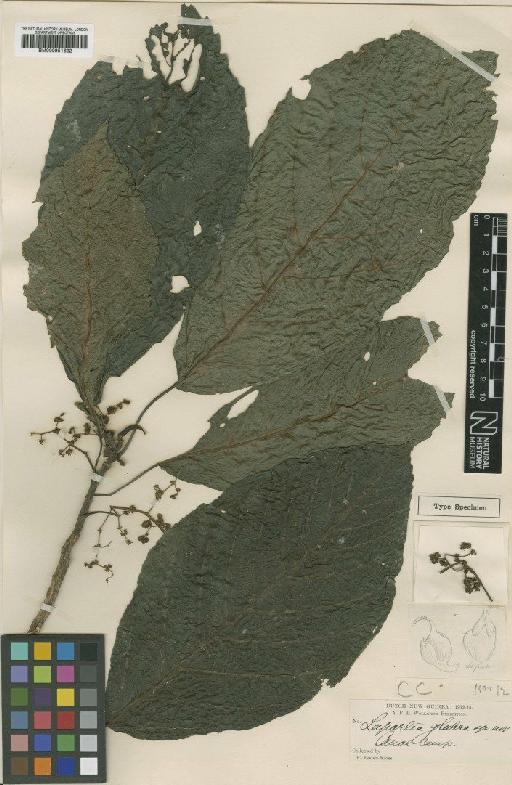 Dendrocnide ternatensis (Miq.) Chew - BM000951632