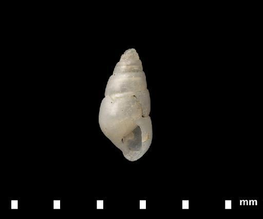 Odostomia antelia subterclass Tectipleura Melvill, 1896 - 1896.10.1.36