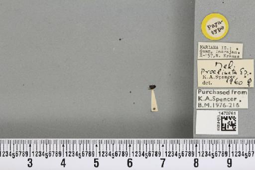 Melanagromyza proclinata Spencer, 1963 - BMNHE_1470761_46277