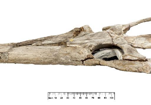 Steneosaurus hulkei Andrews 1913 - PV R 2074 skull 009