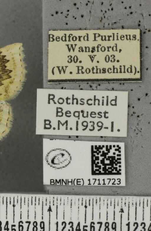Cyclophora annularia ab. biobsoleta Riding, 1898 - BMNHE_1711723_label_273711