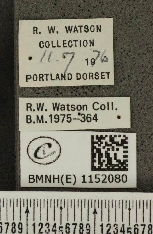 Lysandra coridon ab. i-nigum-arcuata Bright & Leeds, 1938 - BMNHE_1152080_label_103357