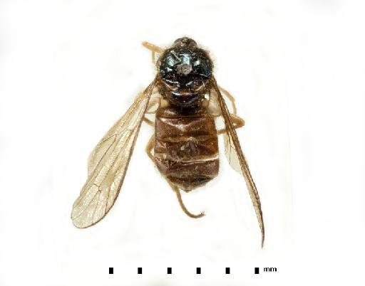 Ocnaea metallica (Osten Sacken) - 010628972, 241505, Holotype, Ocnaea metallica (Osten Sacken)_wholebody_dorsal