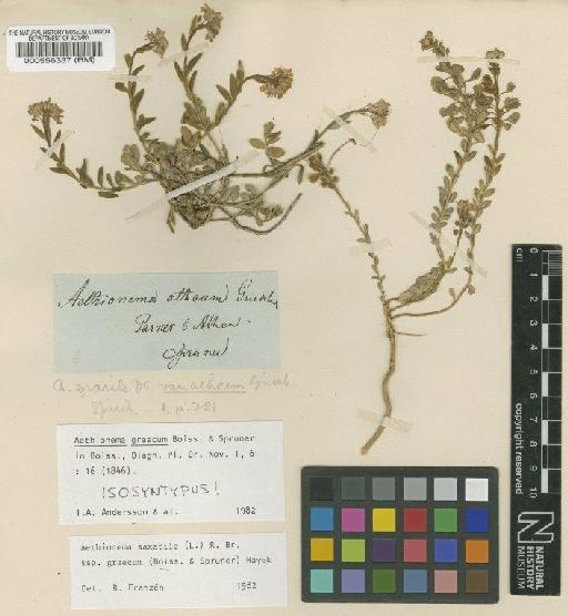 Aethionema graecum Boiss. & Spruner - BM000556337
