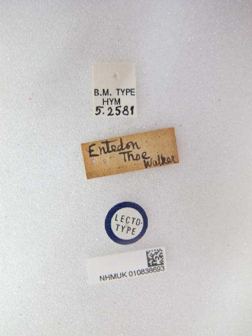 Entedon thoe Walker, 1839 - 010838693_Entedon_thoe_L_Labels