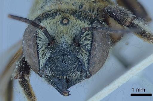 Megachile (Trichurochile) pulchra Smith, F., 1879 - 969499 Megachile pulchra female type face