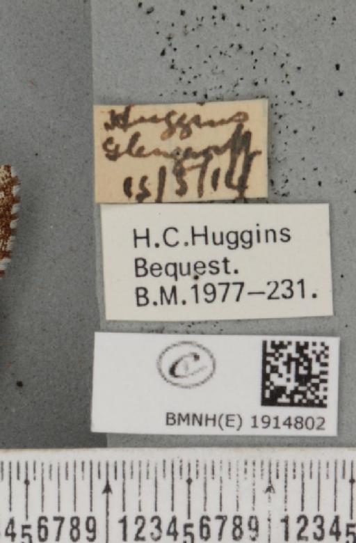 Ematurga atomaria (Linnaeus, 1758) - BMNHE_1914802_label_487115