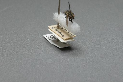 Sarcophaga (Myorhina) nigriventris Meigen, 1826 - 015091651_additional_4