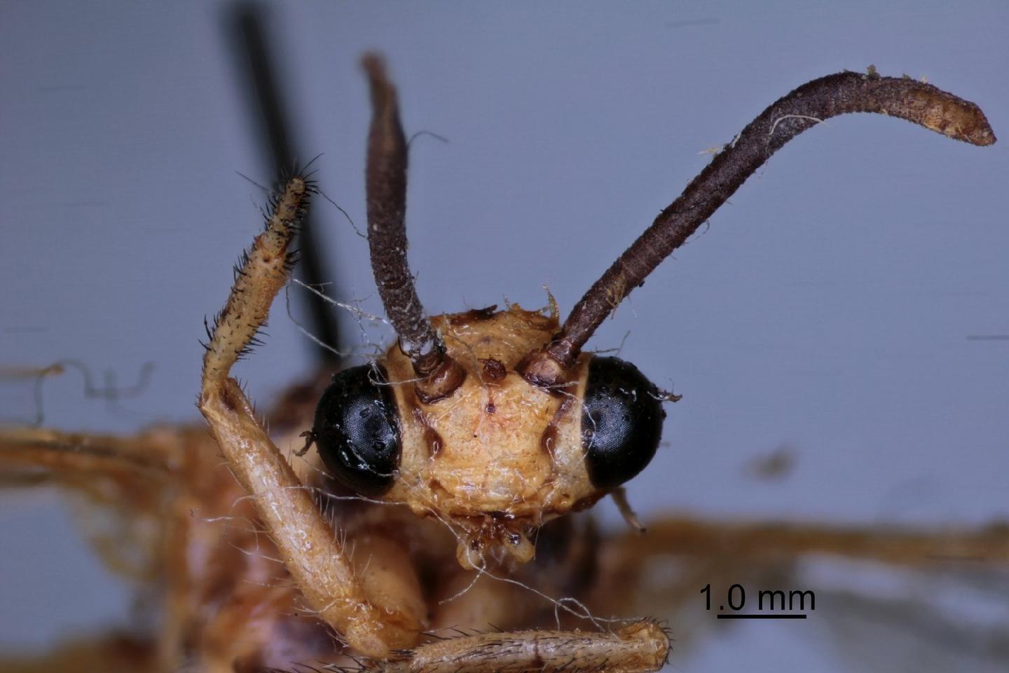 Myrmecaelurus medius