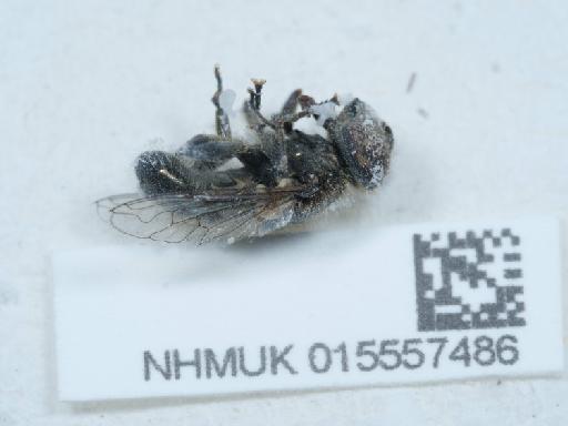 Eristalinus (Eristalinus) sepulchralis (Linnaeus, 1758) - 015557486_1