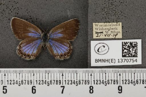 Plebejus argus masseyi Tutt, 1909 - BMNHE_1370754_164916