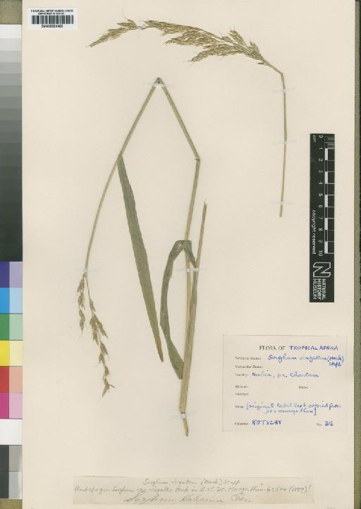 Sorghum virgatum (Hack.) Stapf - BM000923429