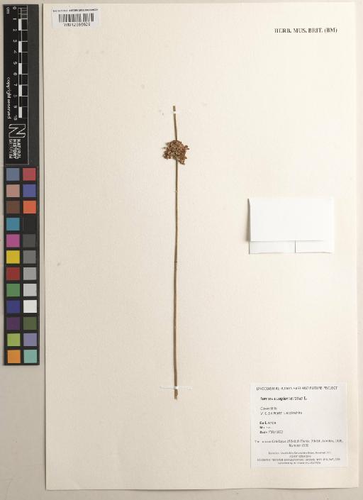 Juncus conglomeratus L. - 012556629