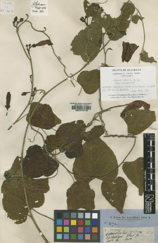 Ipomoea velutina R.Br. - BM000630168 (2)