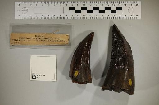 Pliosaurus macromerus Phillips, 1871 - 010027591_L010221773