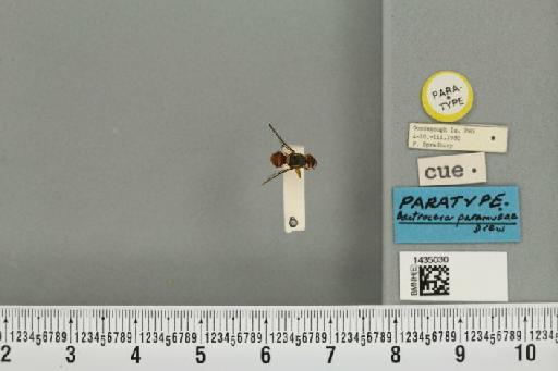 Bactrocera (Bactrocera) paramusae Drew, 1989 - BMNHE_1435030_28489