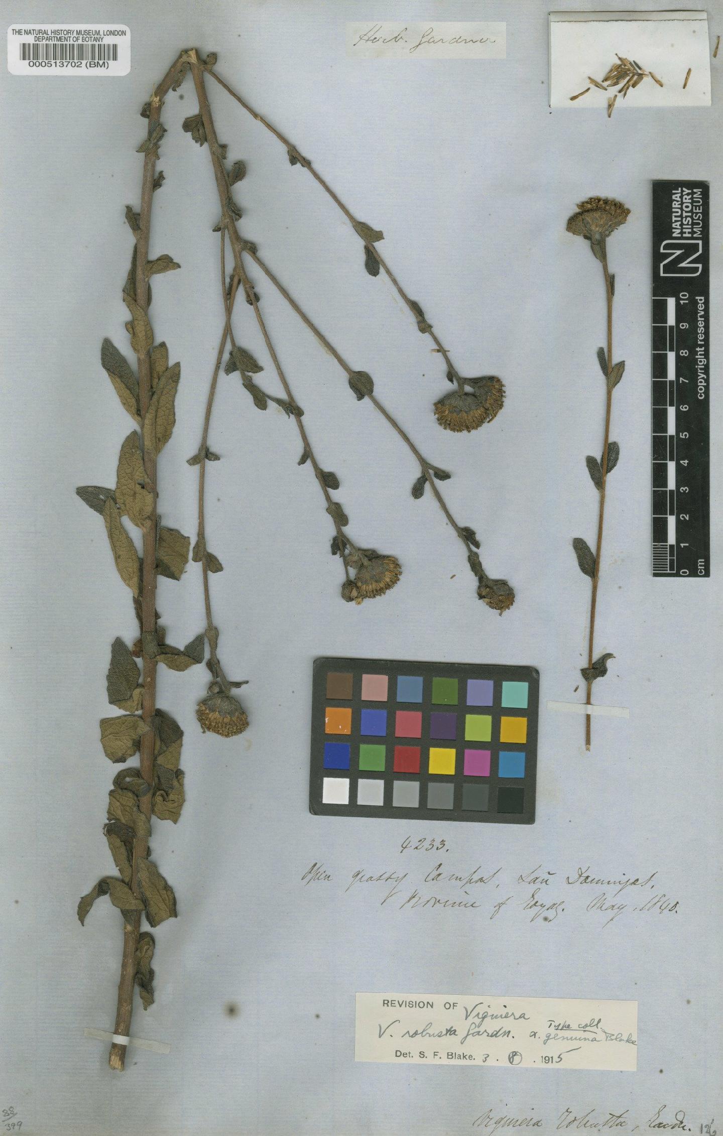 To NHMUK collection (Viguiera robusta Gardner; Type; NHMUK:ecatalogue:4976934)
