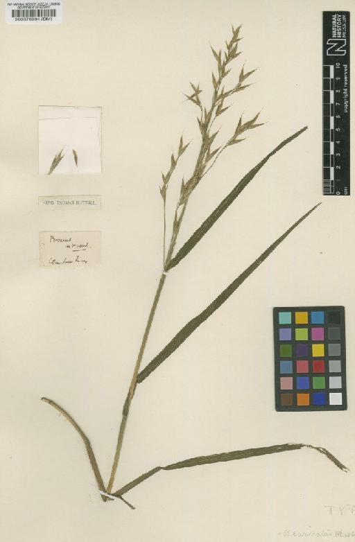 Bromus carinatus Hook. & Arn. - BM000578894 (2)