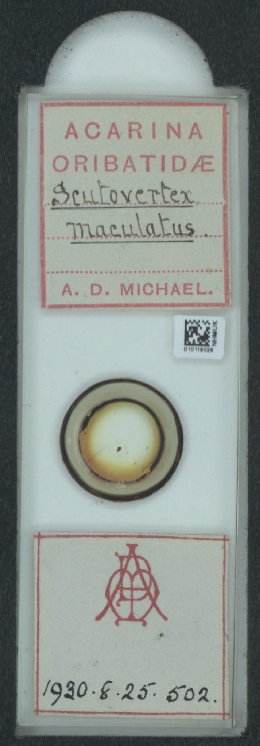 Scutovertex maculatus A.D. Michael, 1882 - 010119025_128156_1585179