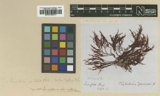 Lomentaria umbellata (Hook.f. & Harv.) Yendo - BM001039547