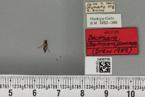 Bactrocera (Bactrocera) samoae Drew, 1989 - BMNHE_1436705_30816