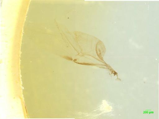 Aphodiinae Leach, 1815 - 010189660___8