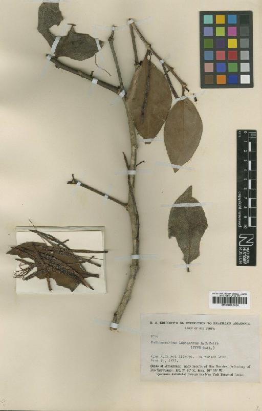 Psittacanthus leptanthus A.C.Sm. - BM000993520