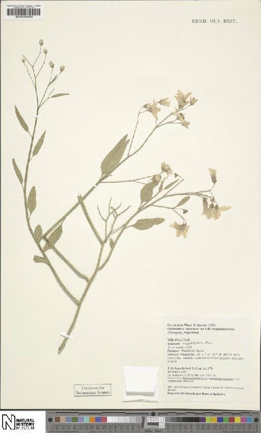 Solanum amygdalifolium Steud - BM000934298
