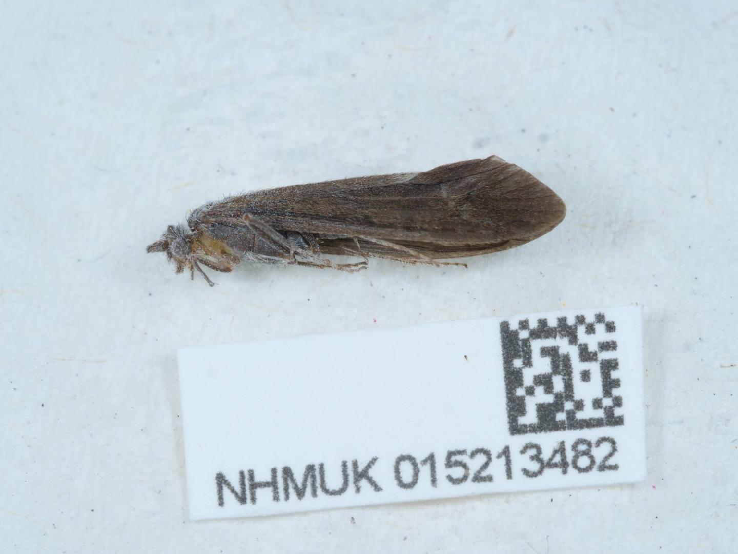 Ceraclea albimacula