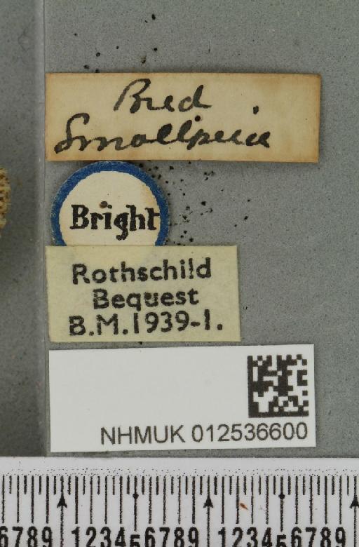 Polymixis lichenea ab. intermedia Siviter Smith, 1942 - NHMUK_012536600_a_label_645737