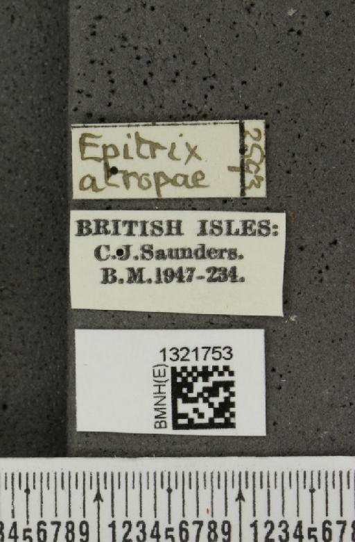 Epitrix atropae Foudras, 1861 - BMNHE_1321753_label_11761