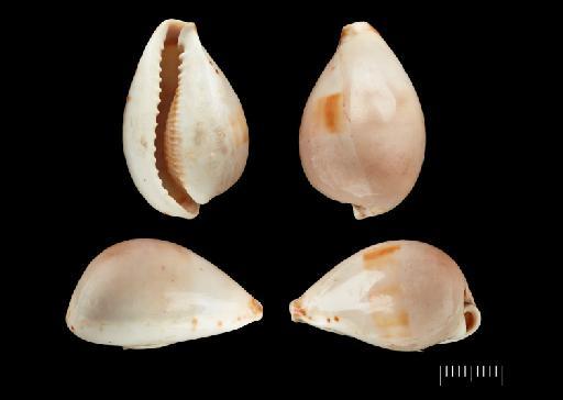 Cypraea pyriformis Gray, 1824 - 20210305C