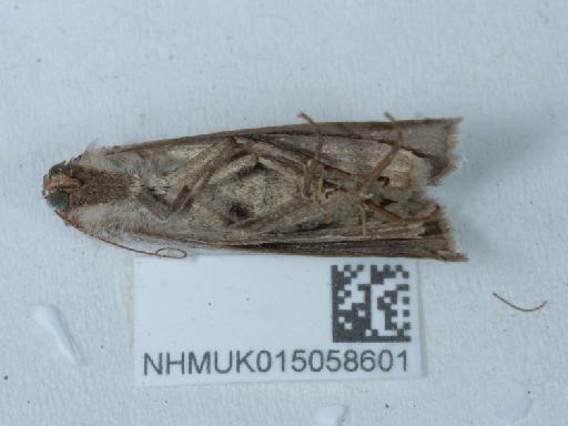 Lygephila pastinum - 015058601_1