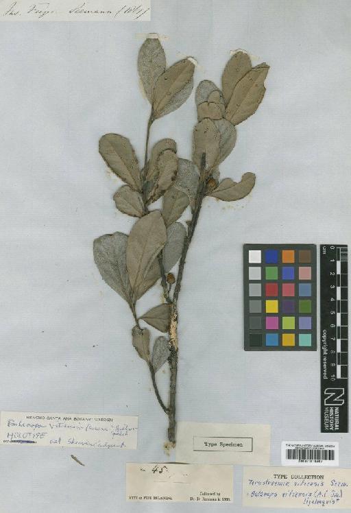 Balanops vitiensis (A.C.Sm.) Hjelmq. - BM001014947