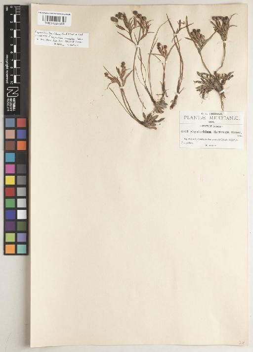 Sisyrinchium tenuifolium Humb. & Bonpl. ex Willd. - BM014605569