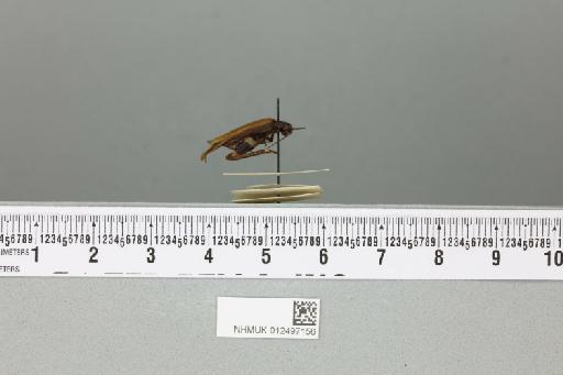 Mnesibulus (Mnesibulus) bicolor (de Haan, 1842) - 012497156_reverse