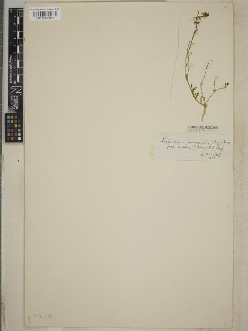 Rorippa coronopifolia (Desf.) Boiss. - BM013403899