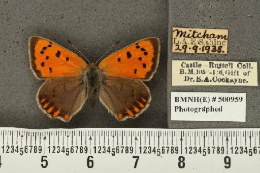 Lycaena phlaeas eleus ab. radiata Tutt, 1896 - BMNHE_500959_108995