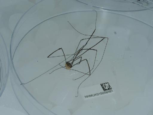 Leiobunum rotundum Latreille, 1798 - 015059381_2