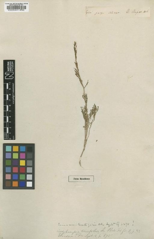Erucaria latifolia DC. - BM000552461