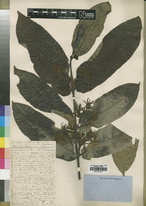 Cuviera angolensis Welw. ex K.Schum. - BM000903514
