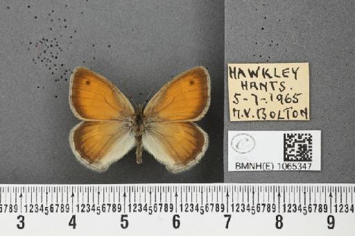Coenonympha pamphilus ab. semimarginata Rebel, 1924 - BMNHE_1065347_26696