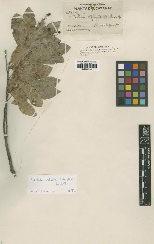 Exothea diphylla (Standl.) Lundell - BM000884246