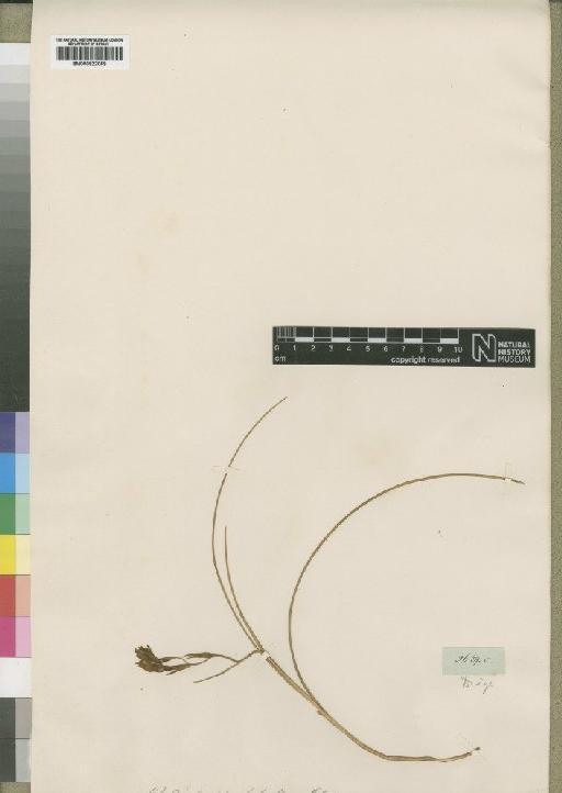 Gladiolus dregei Klatt - BM000922069