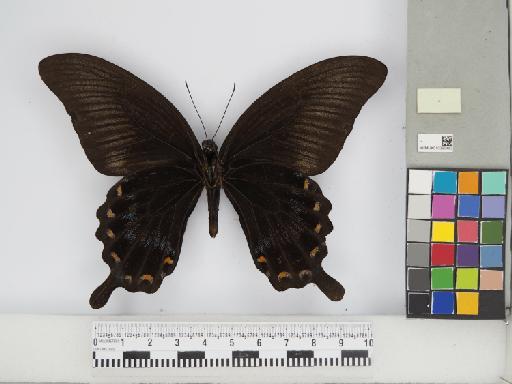 Lepidoptera Linnaeus, 1758 - 010290483_02