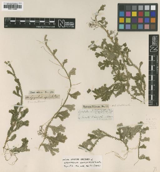 Selaginella concinna (Sw.) Spring - BM001038480